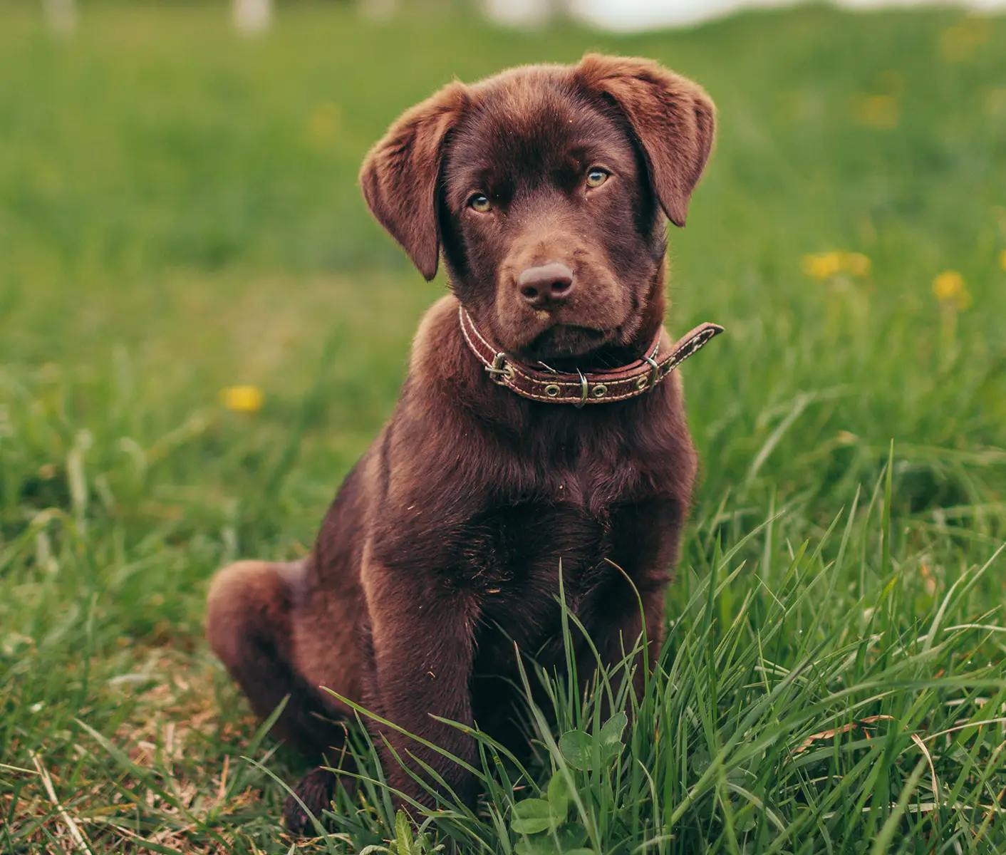 brown dog in grass