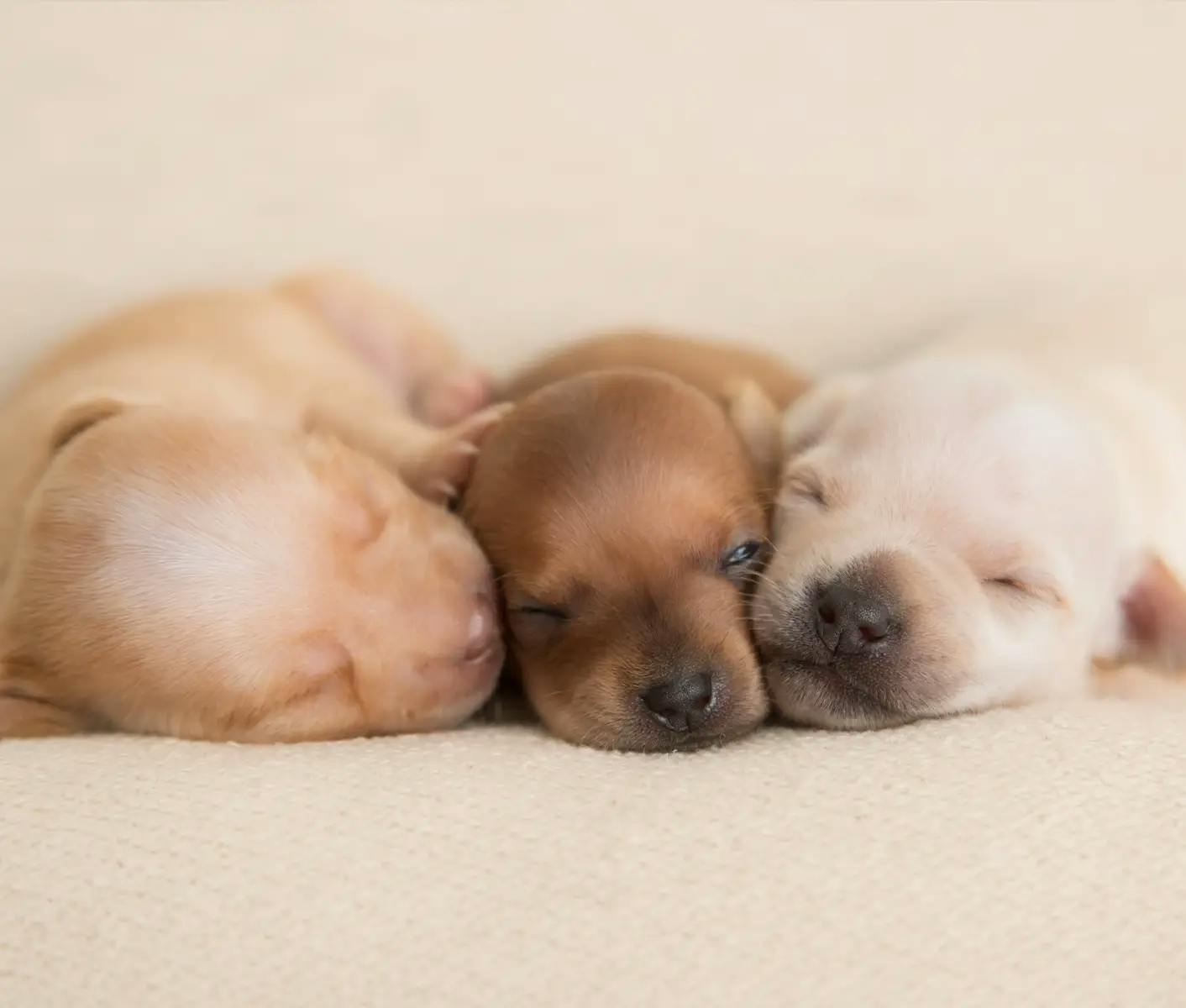 three newborn puppies