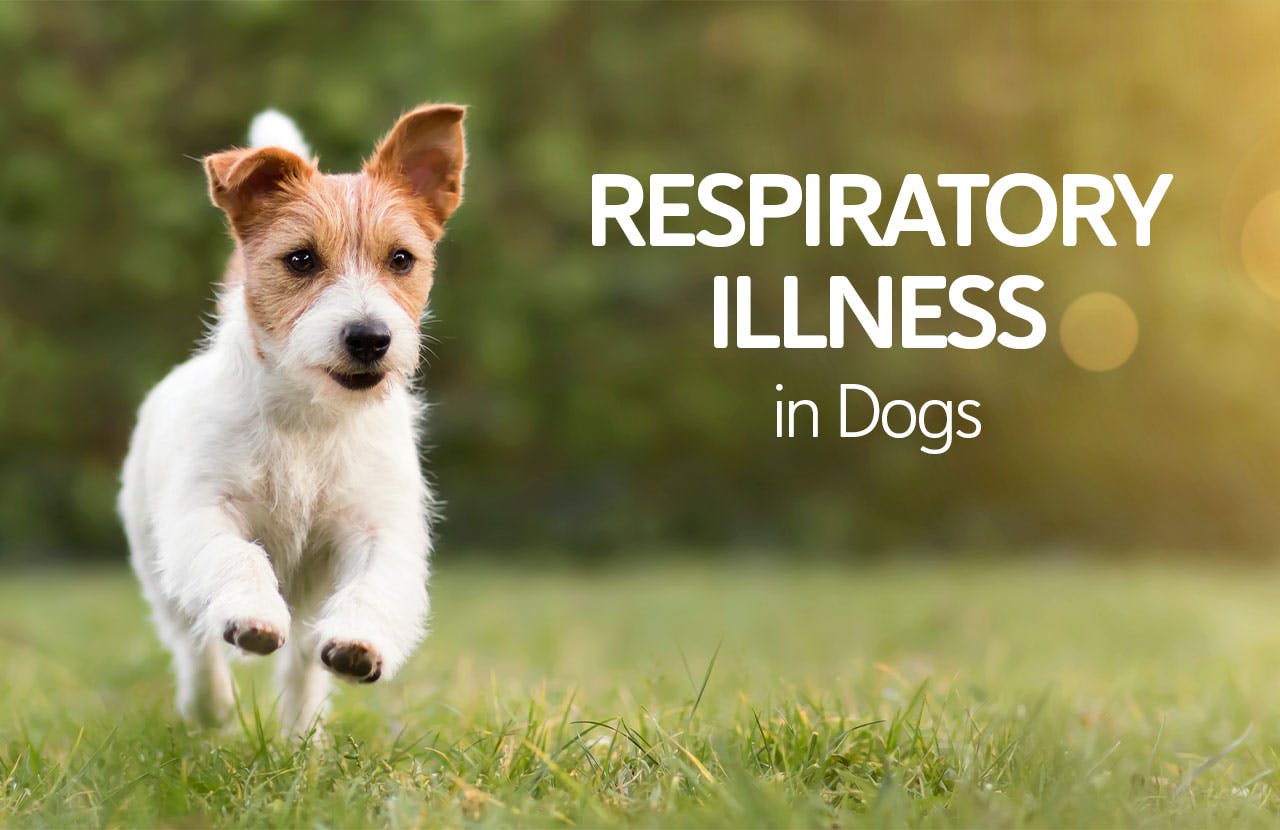 Respiratory Illness in Dogs