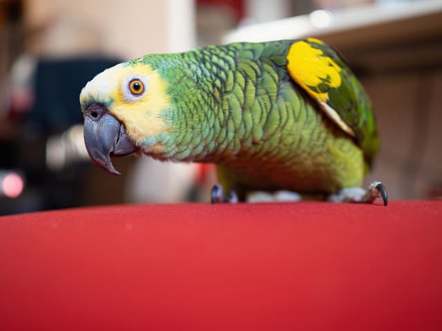 Amazon parrot enjoys free movement around the apartment. Close-up.
