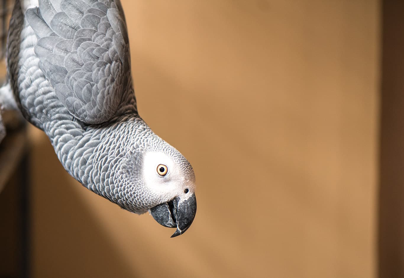 African grey parrot