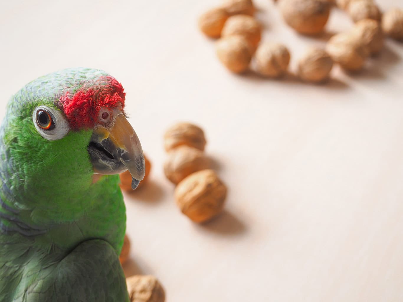 green parrot with walnuts
