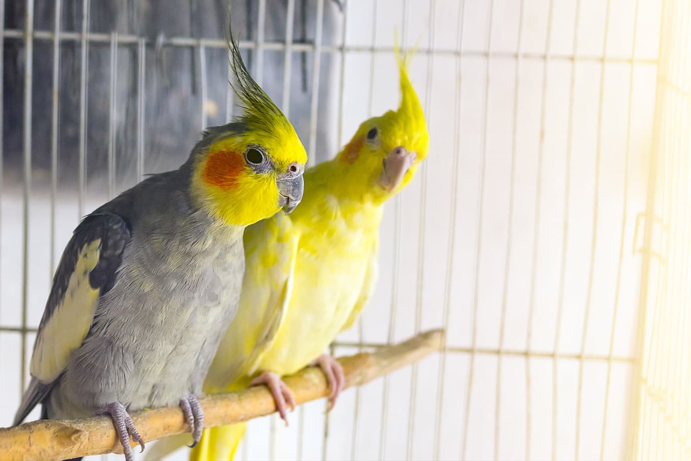 Yellow and black parrots corella in cage