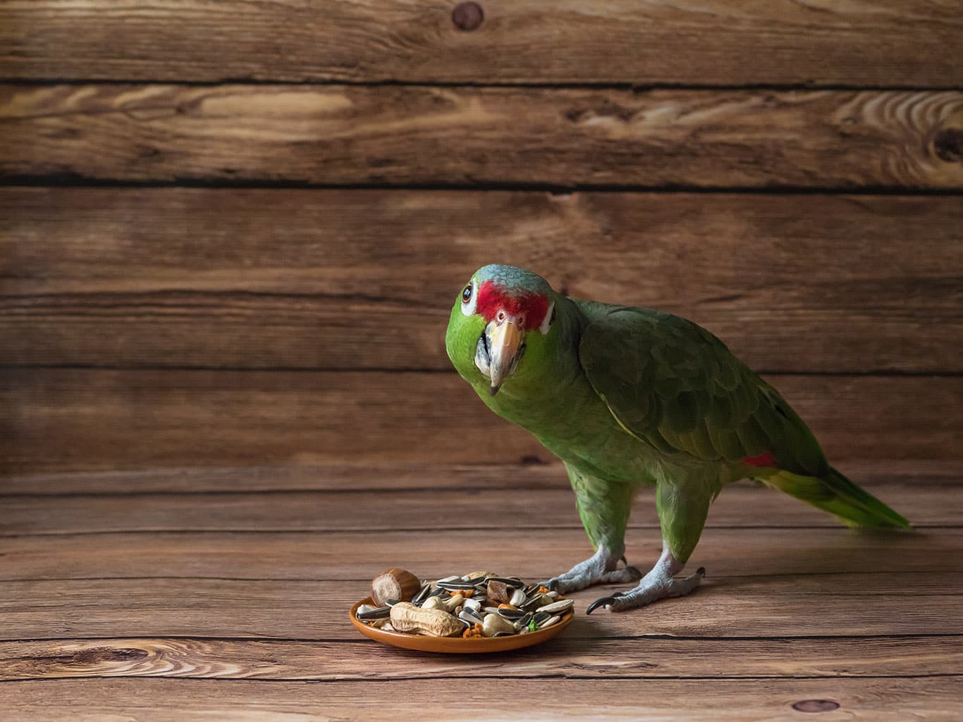 Green Amazon parrot eating food.