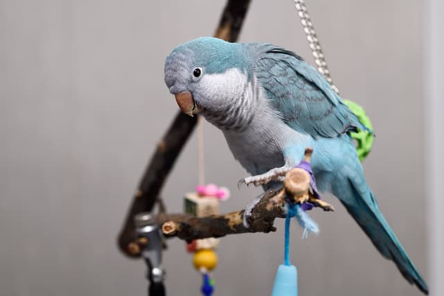 Blue Quaker Parrot pet bird