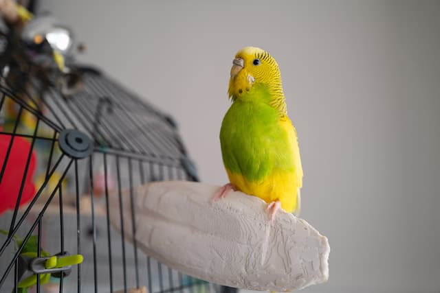 Portrait of a budgerigar parakeet sitting on a cuttlefish bone