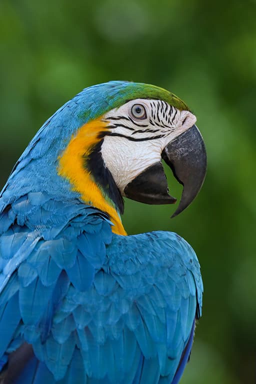 macaw beak