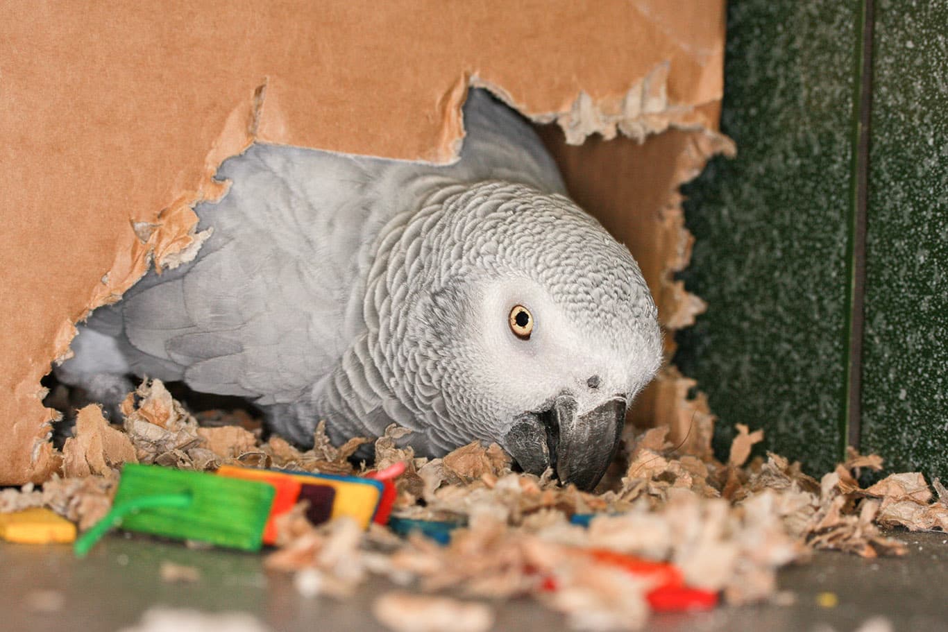 African Grey parrot chewing cardboard box making a nest