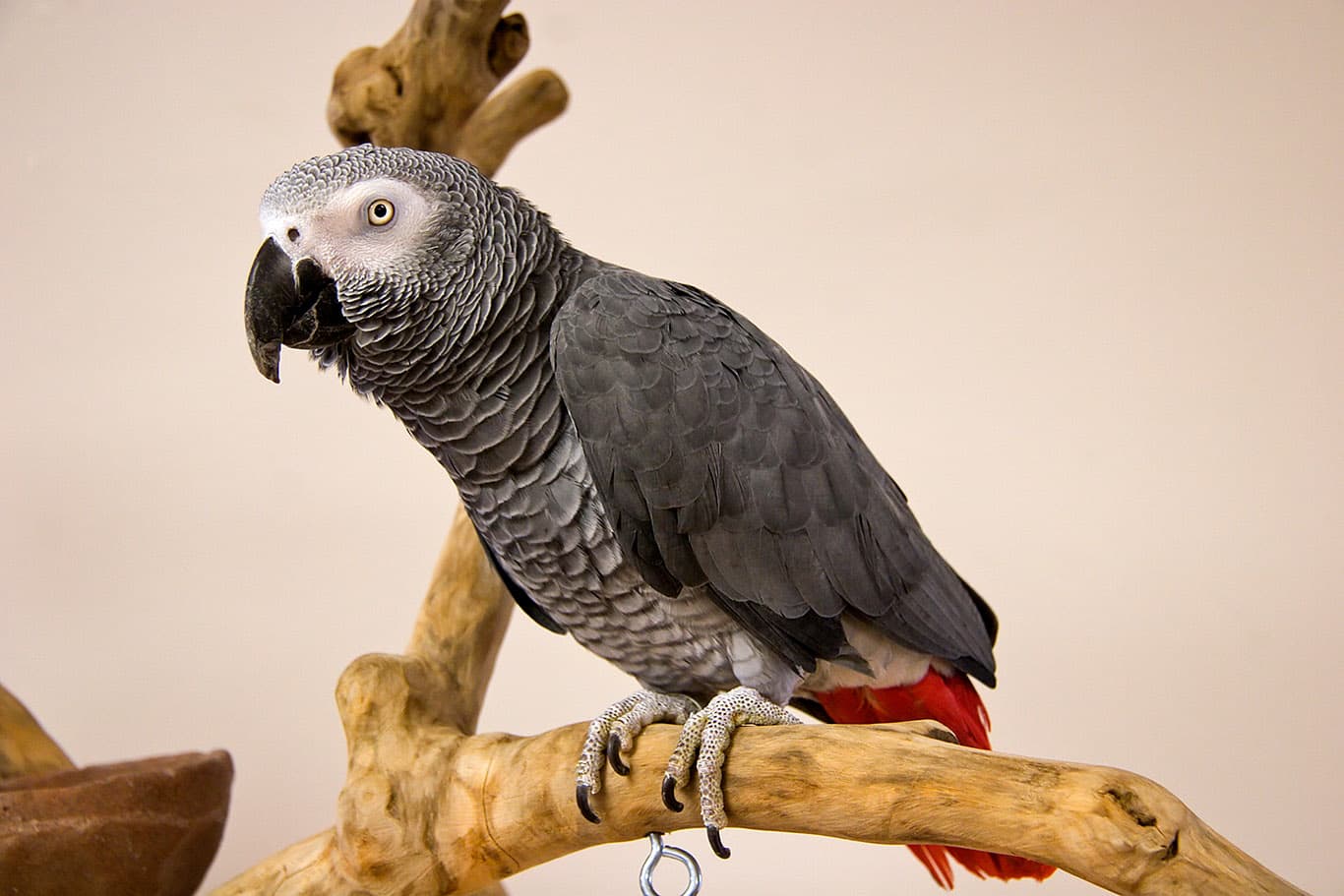 African Grey Parrot