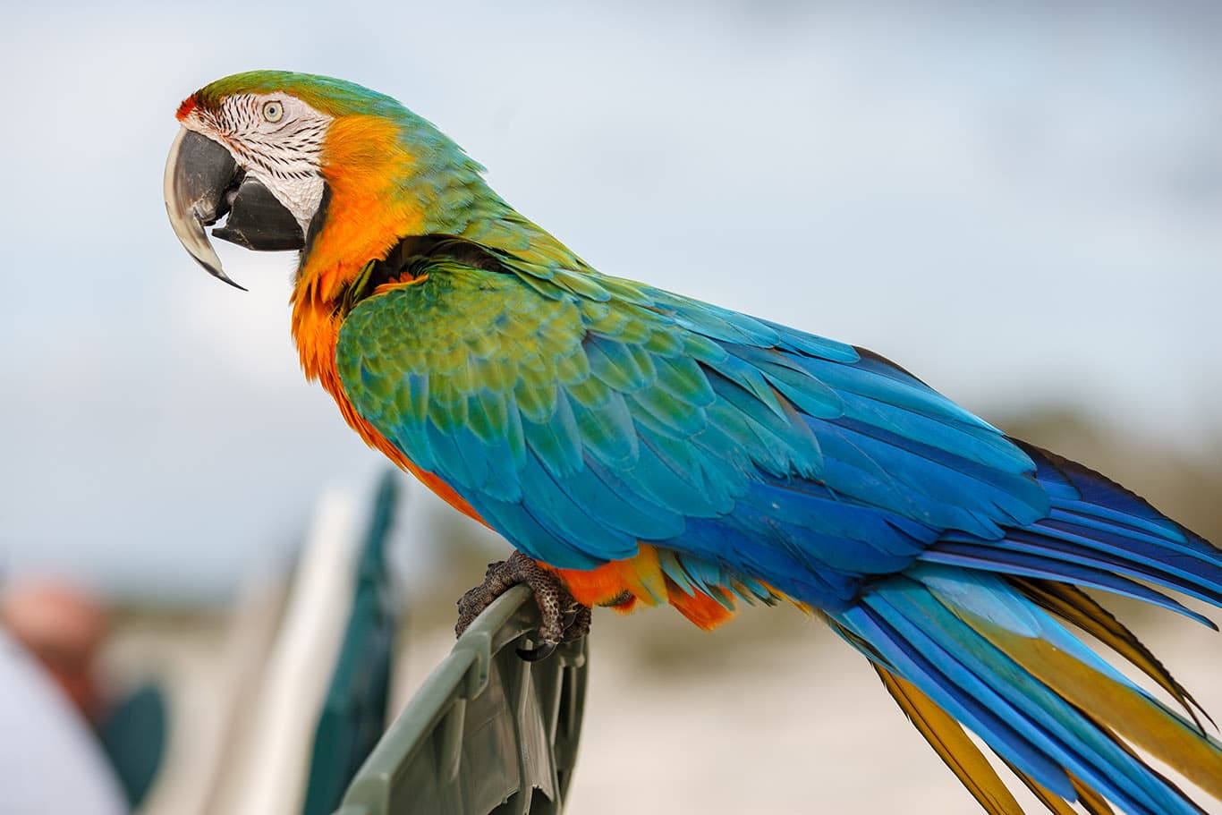 A beautiful macaw