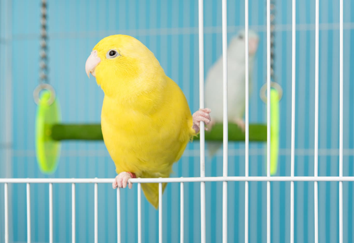 Couple bird parrot parakeet forpus american yellow and white col