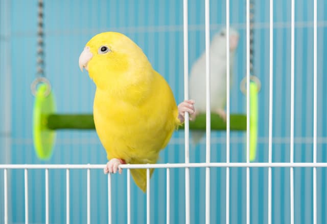 Couple bird parrot parakeet forpus american yellow and white col