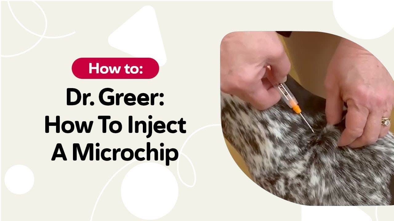 Microchipping a dog