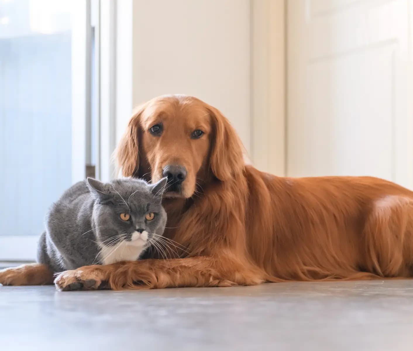 dog and cat
