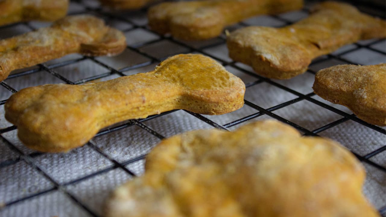 dog treats shaped like bones