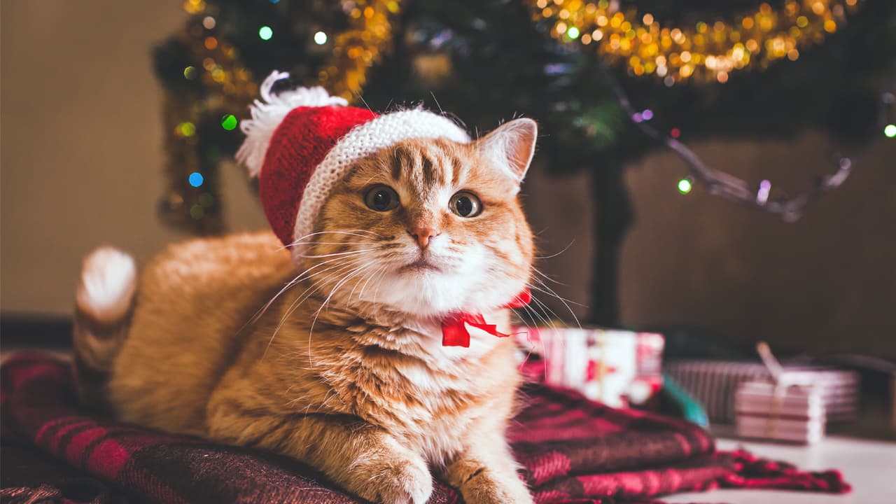 cat under a Christmas tree