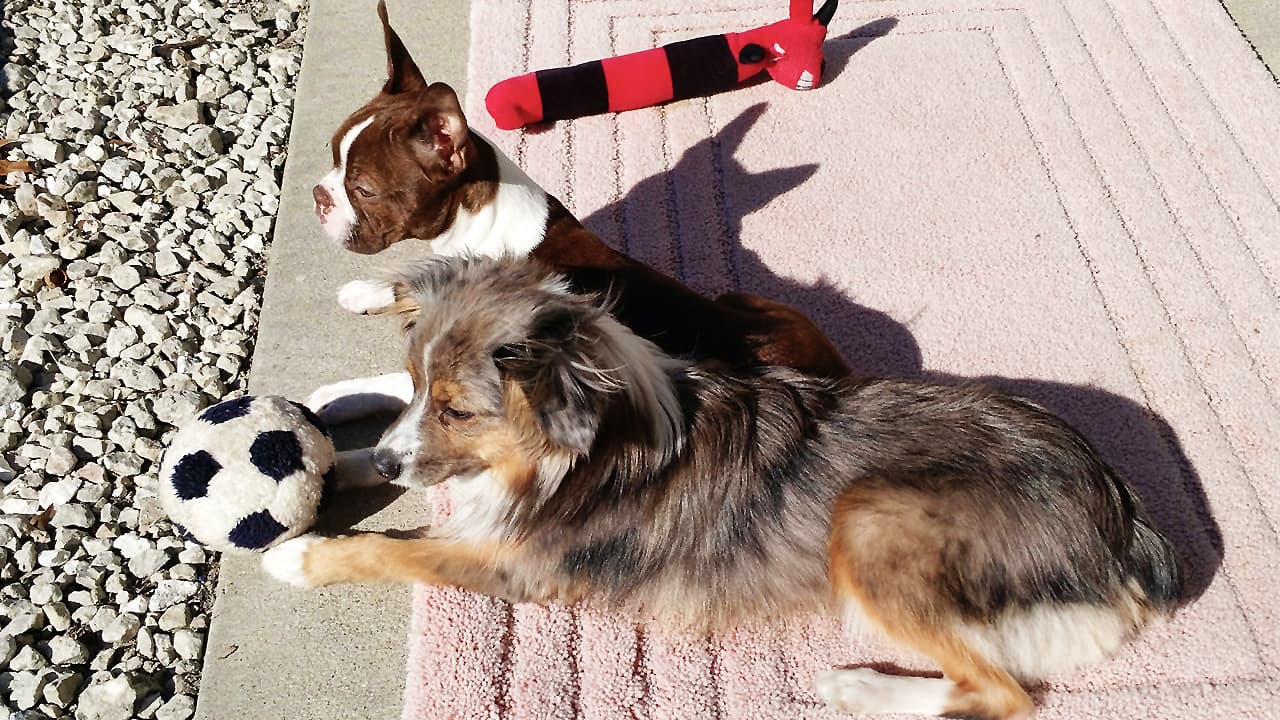 two dogs