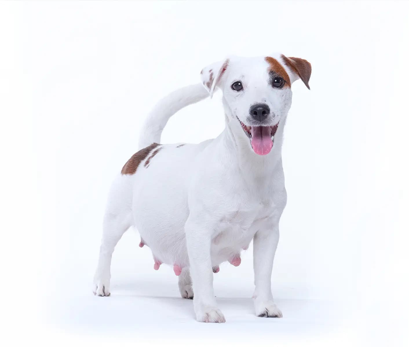 Deworming pregnant dog online