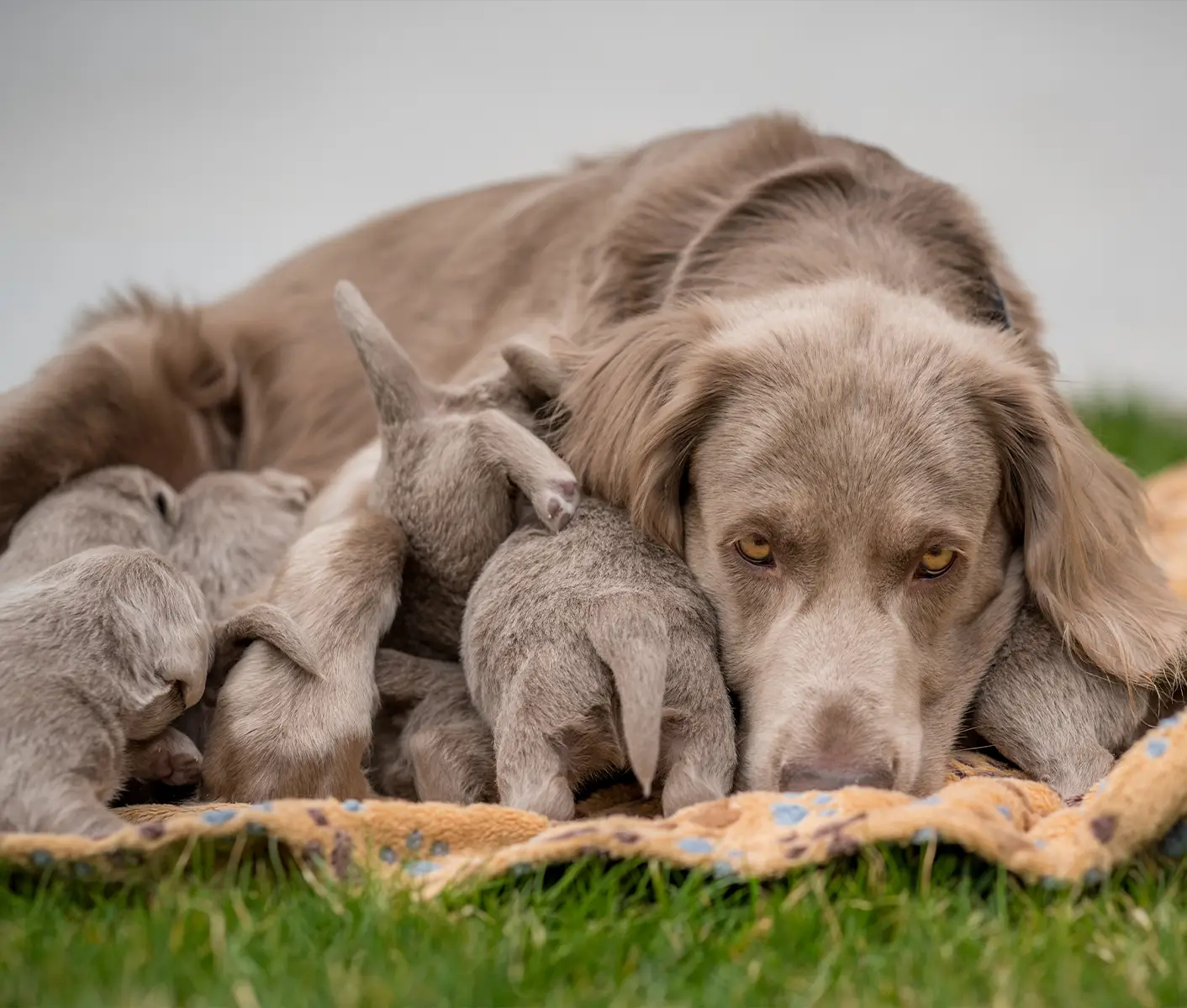 dog with puppies