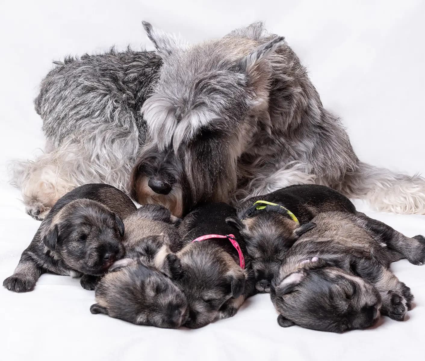 dog with puppies