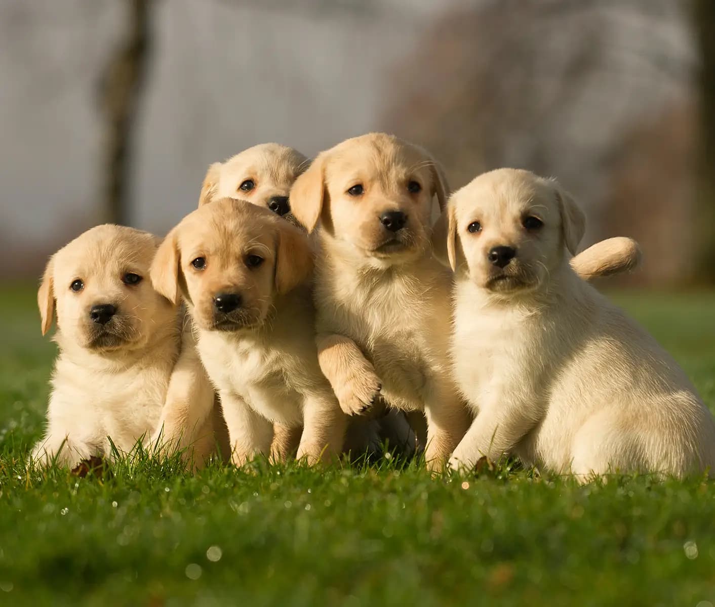 puppies