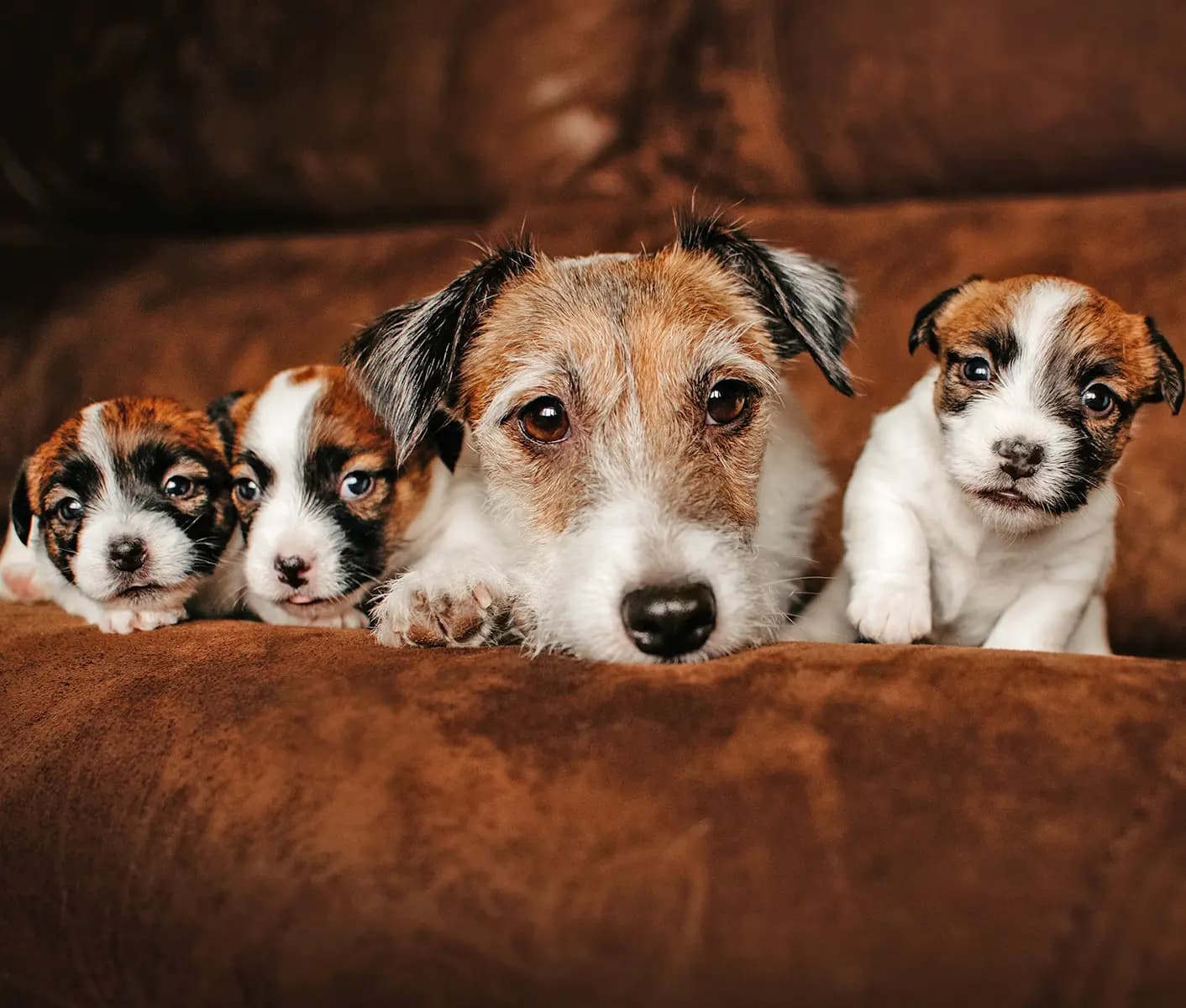 dogs