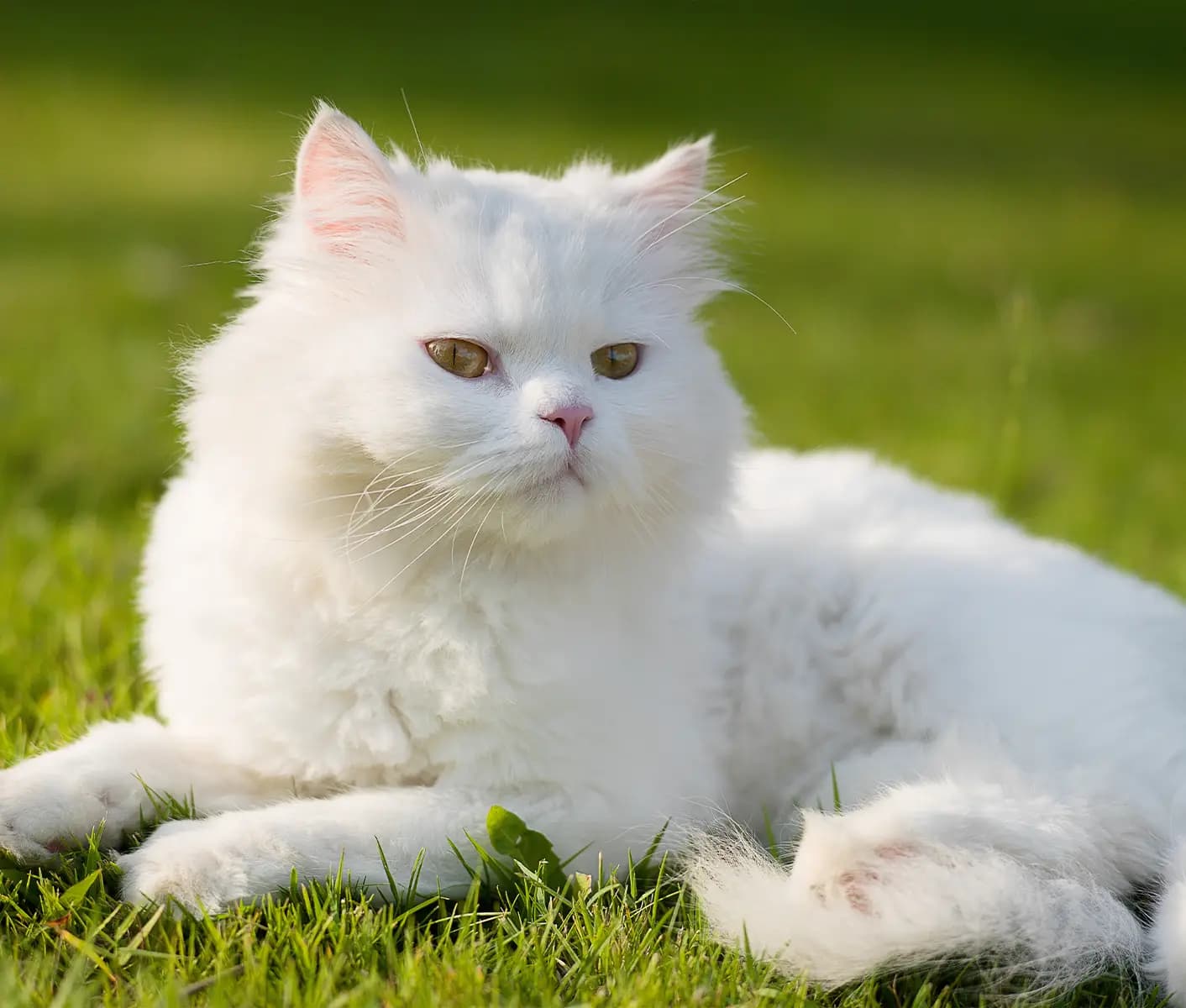 white cat on grass