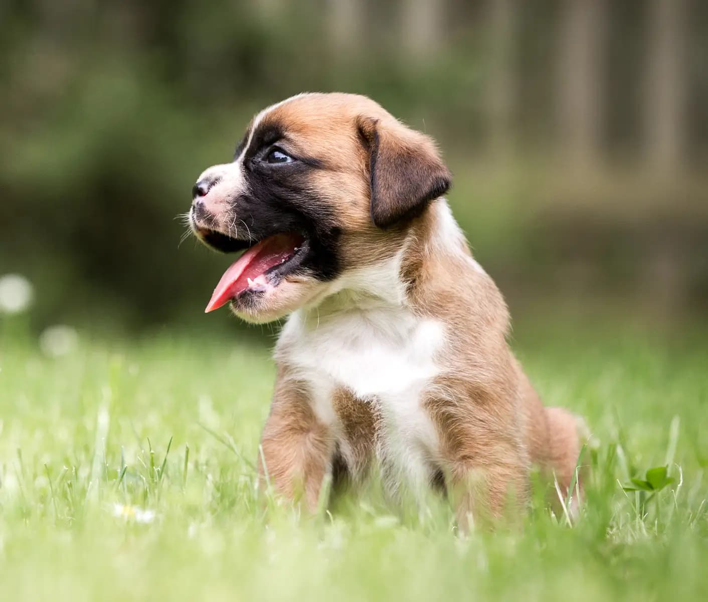 puppy in grass
