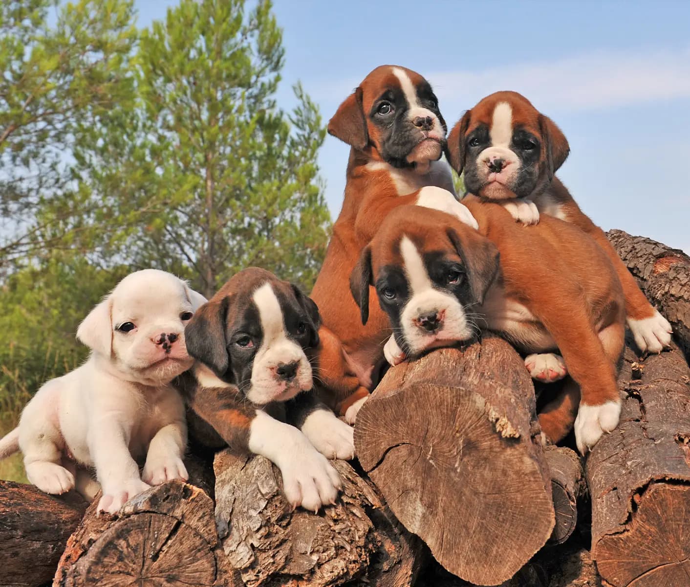 dogs