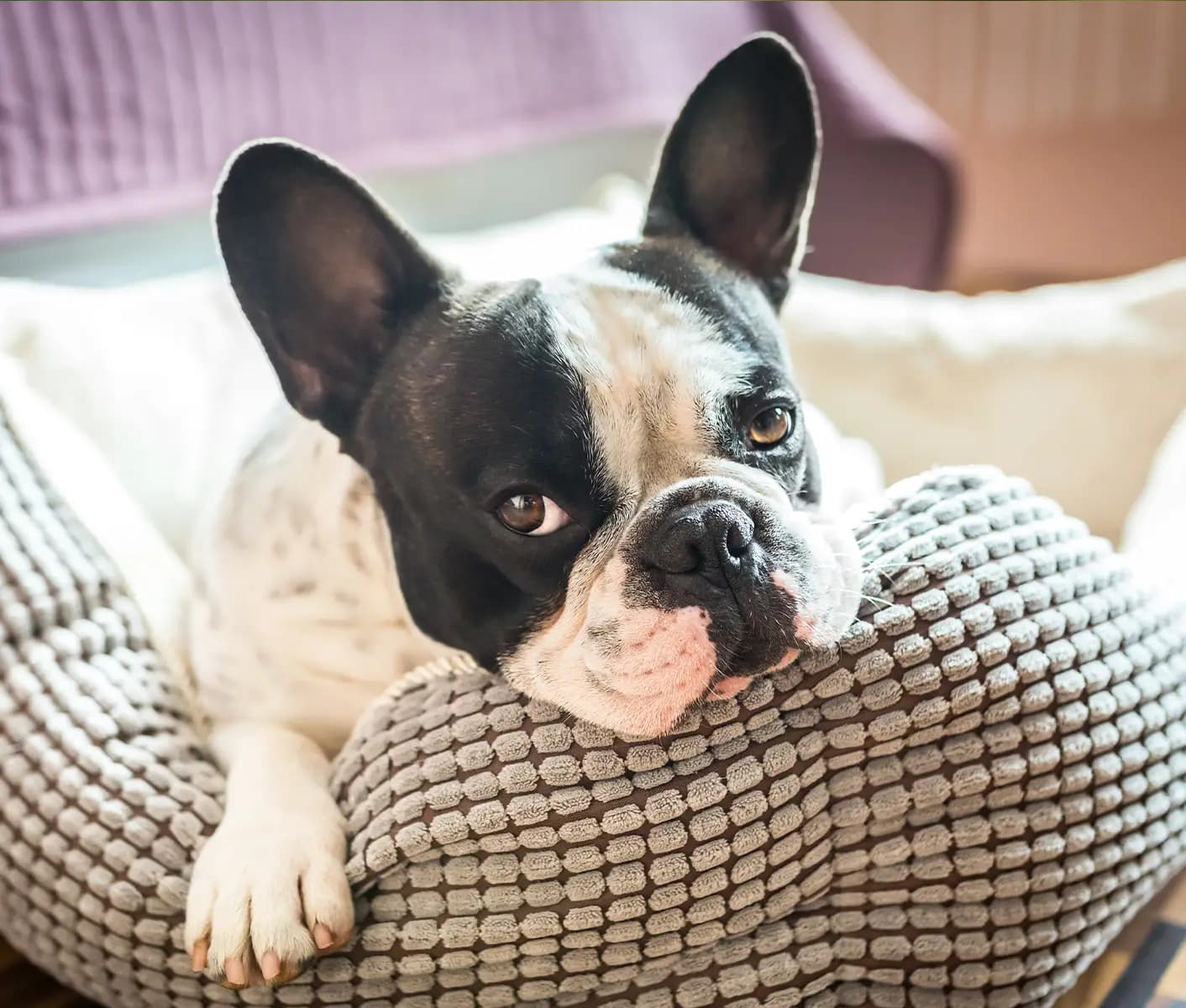 dog in a bed