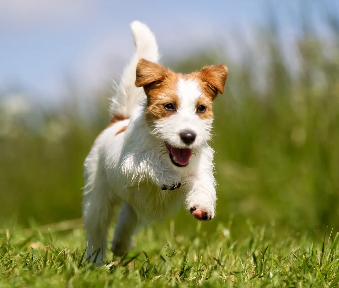 dog running in grass