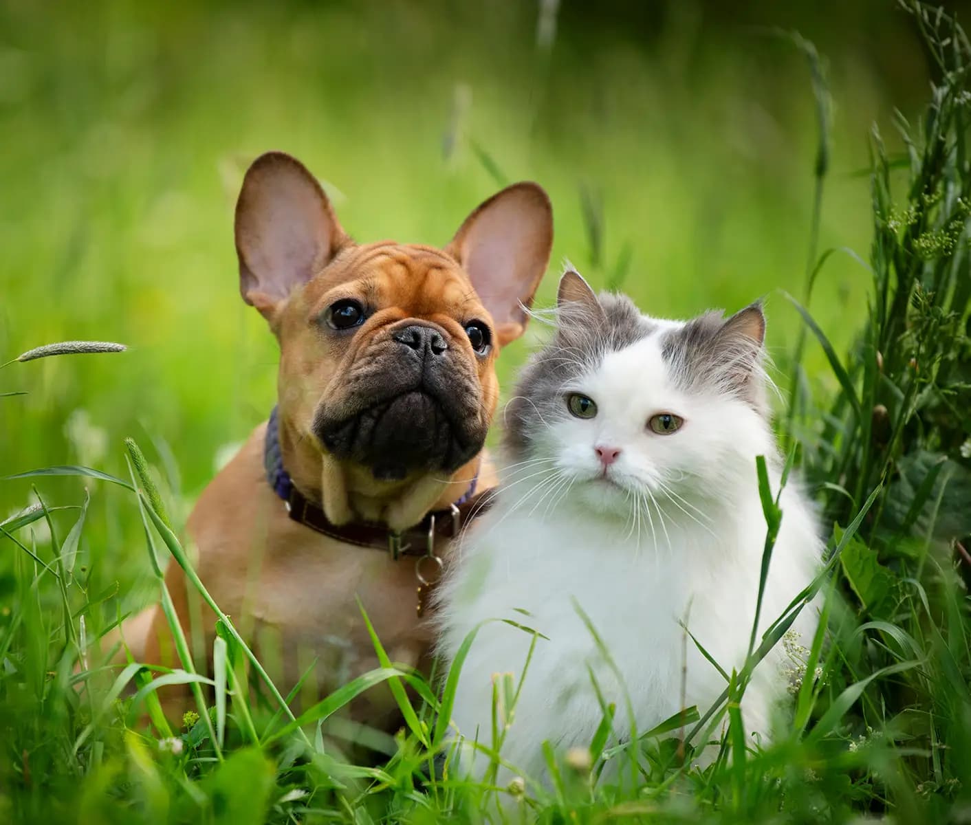 dog and cat in grass