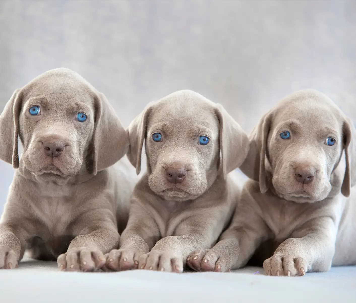 3 puppies