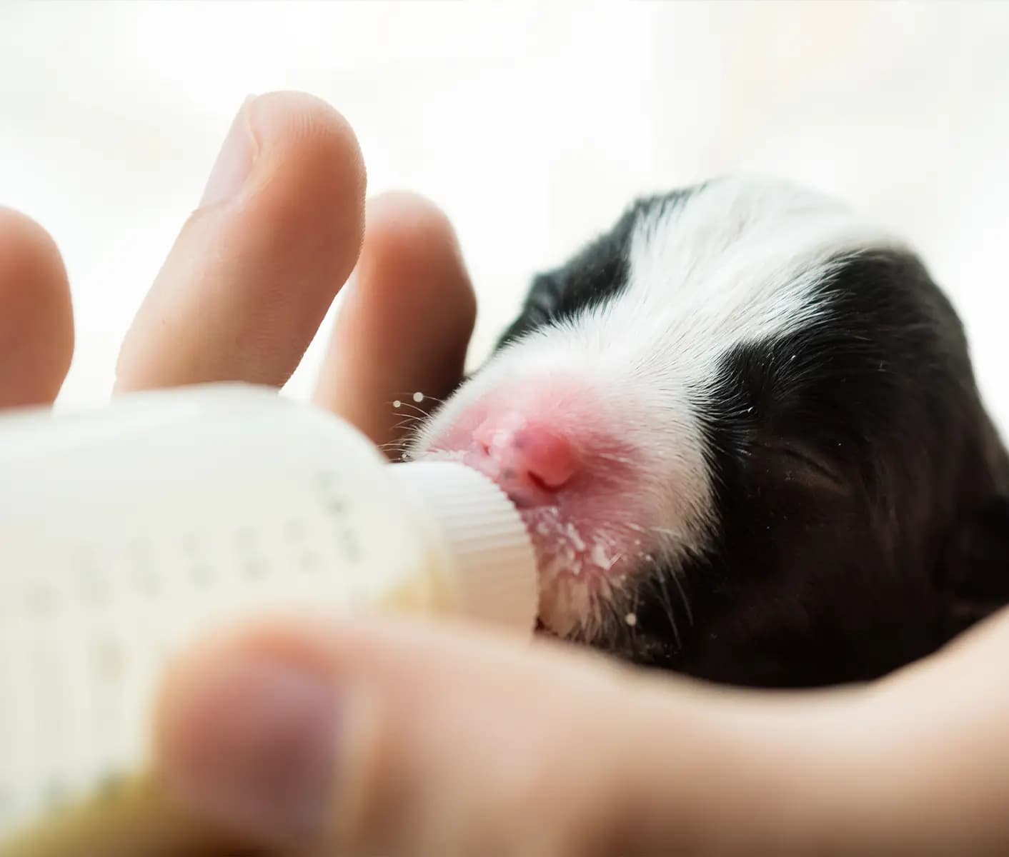 puppy bottle feeding