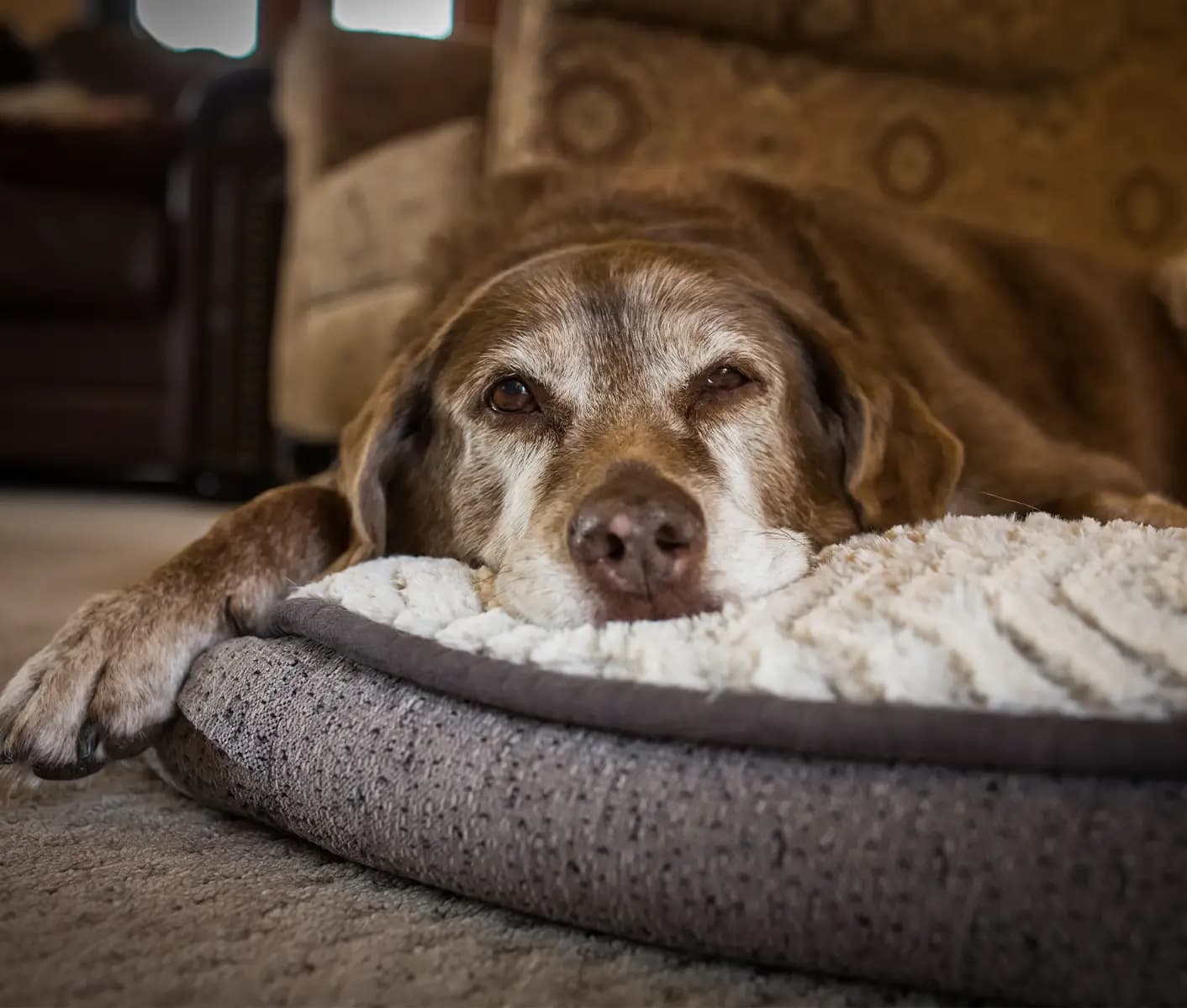 dog resting on bed