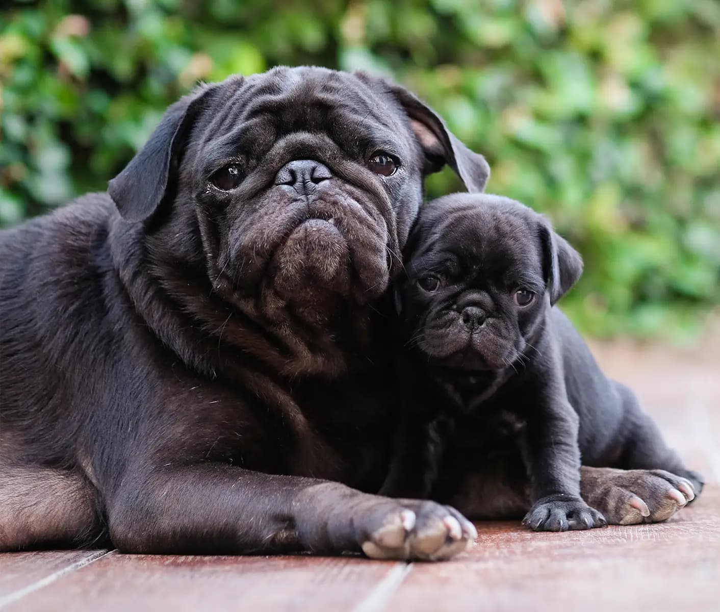 dog with puppy