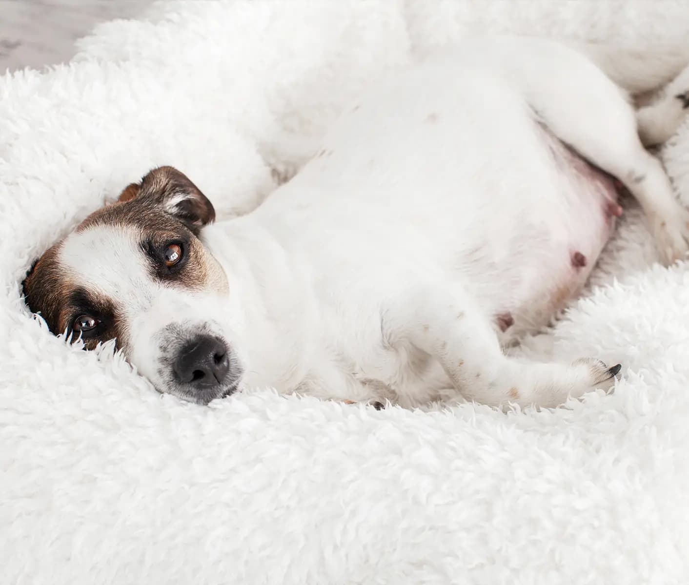 pregnant dog