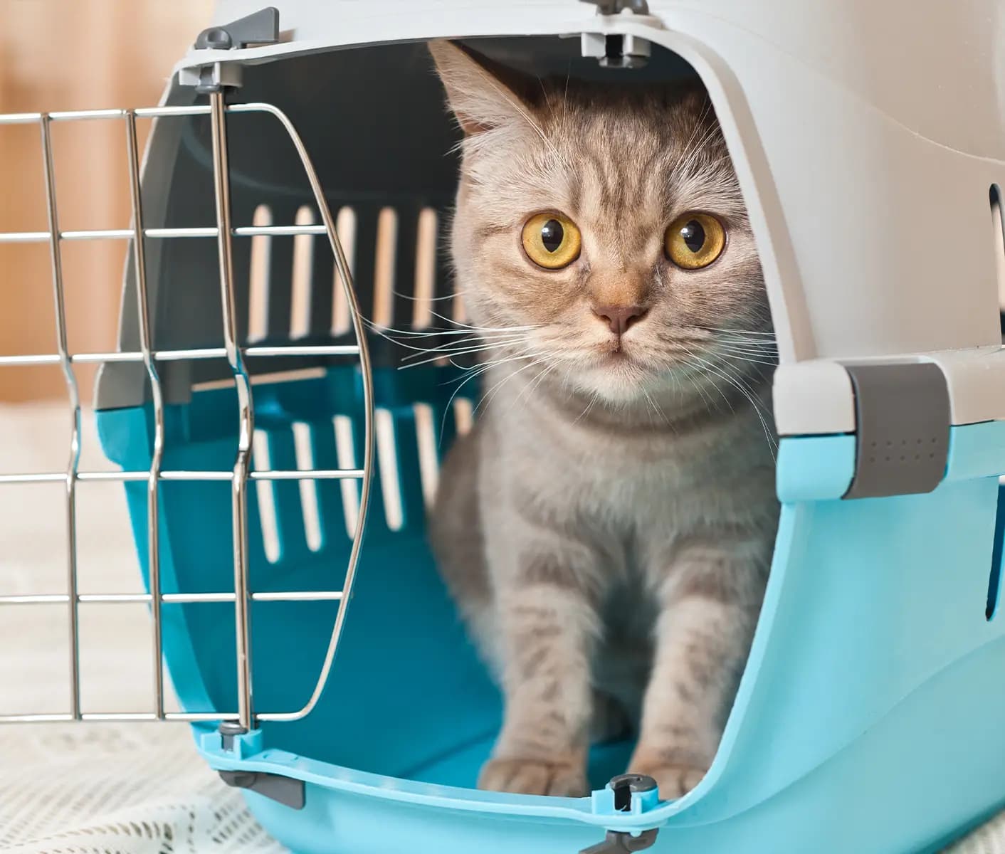 cat in a travel carrier