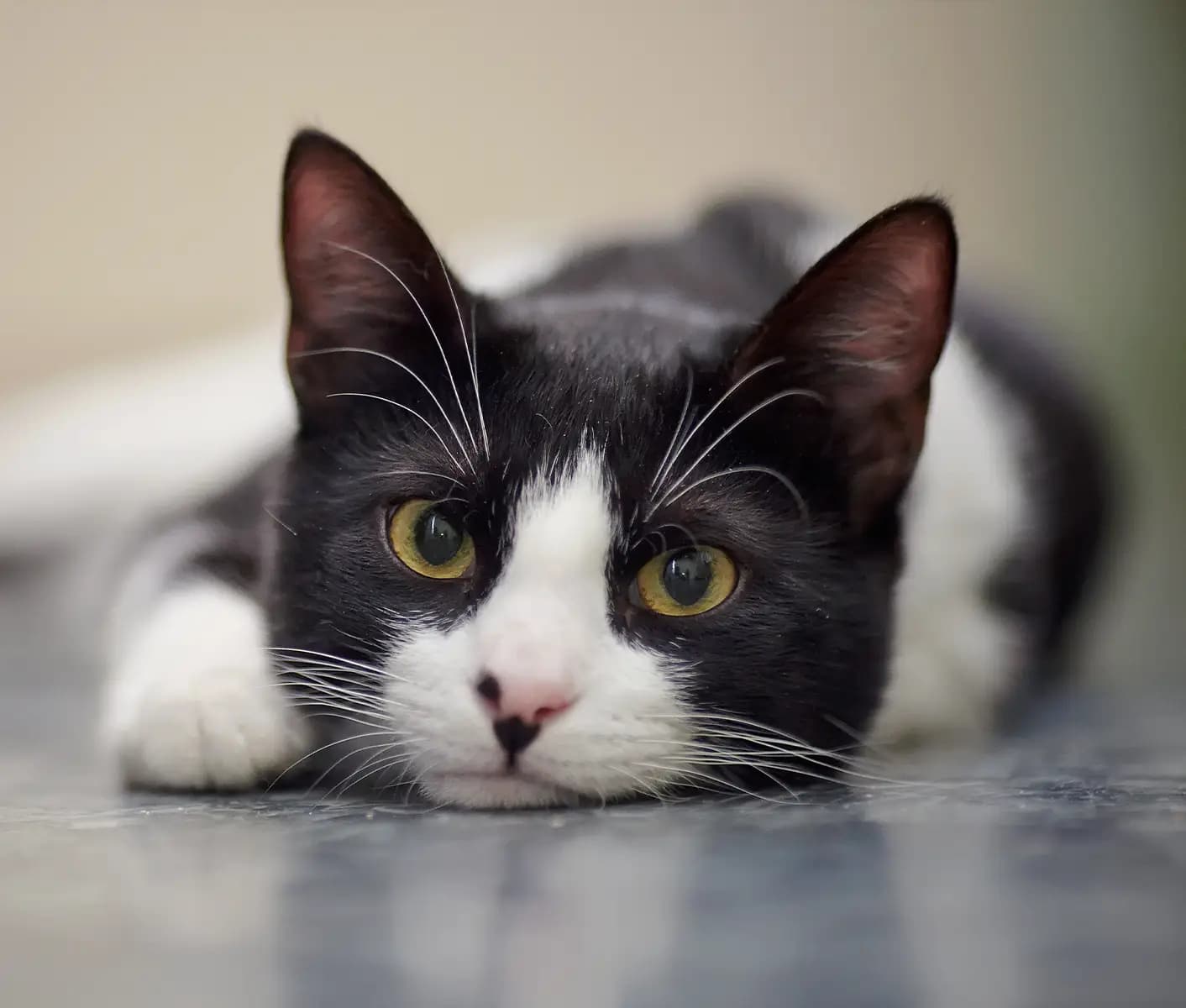 black and white cat