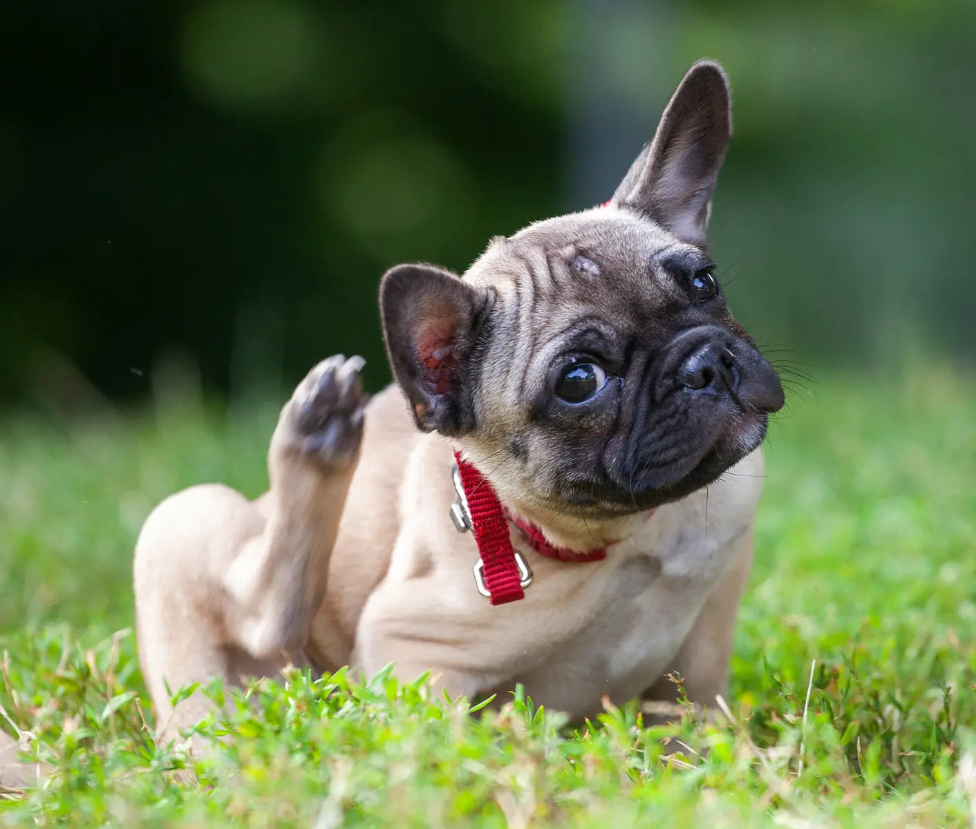 dog itching