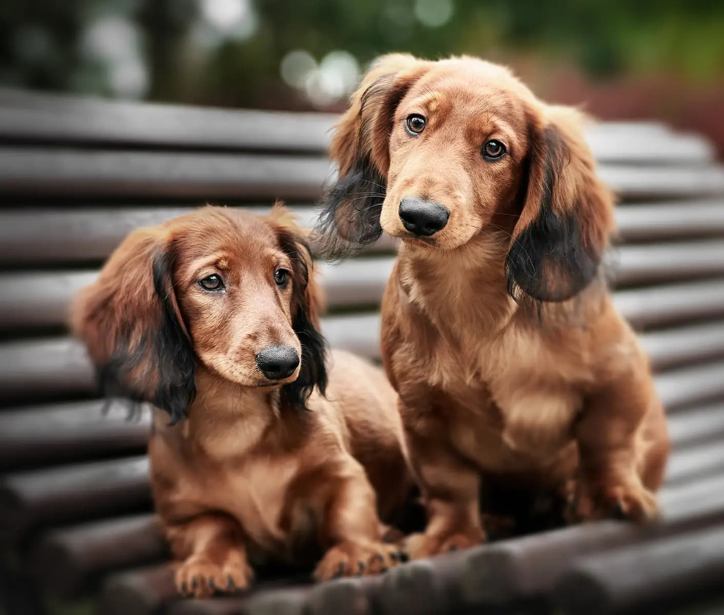 two brown dogs