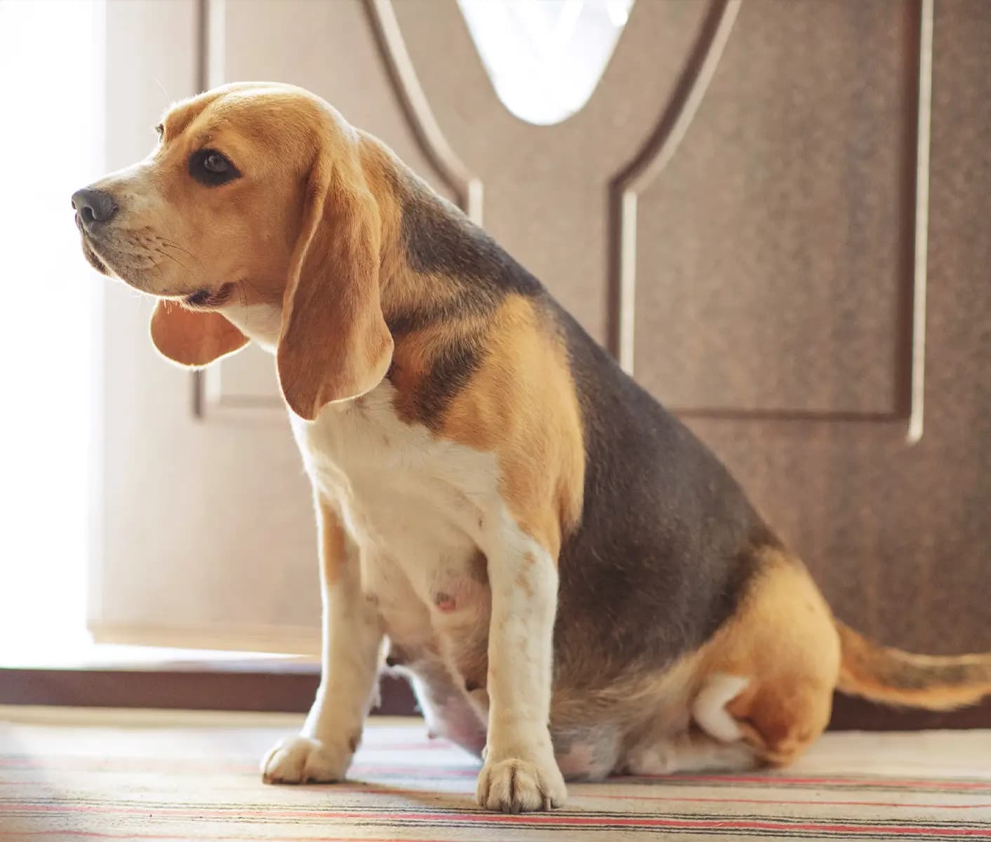 What to expect when your dog 2025 is pregnant