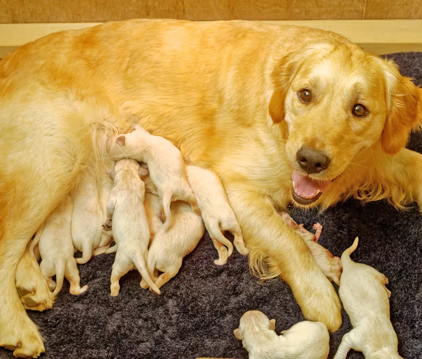 nursing dog