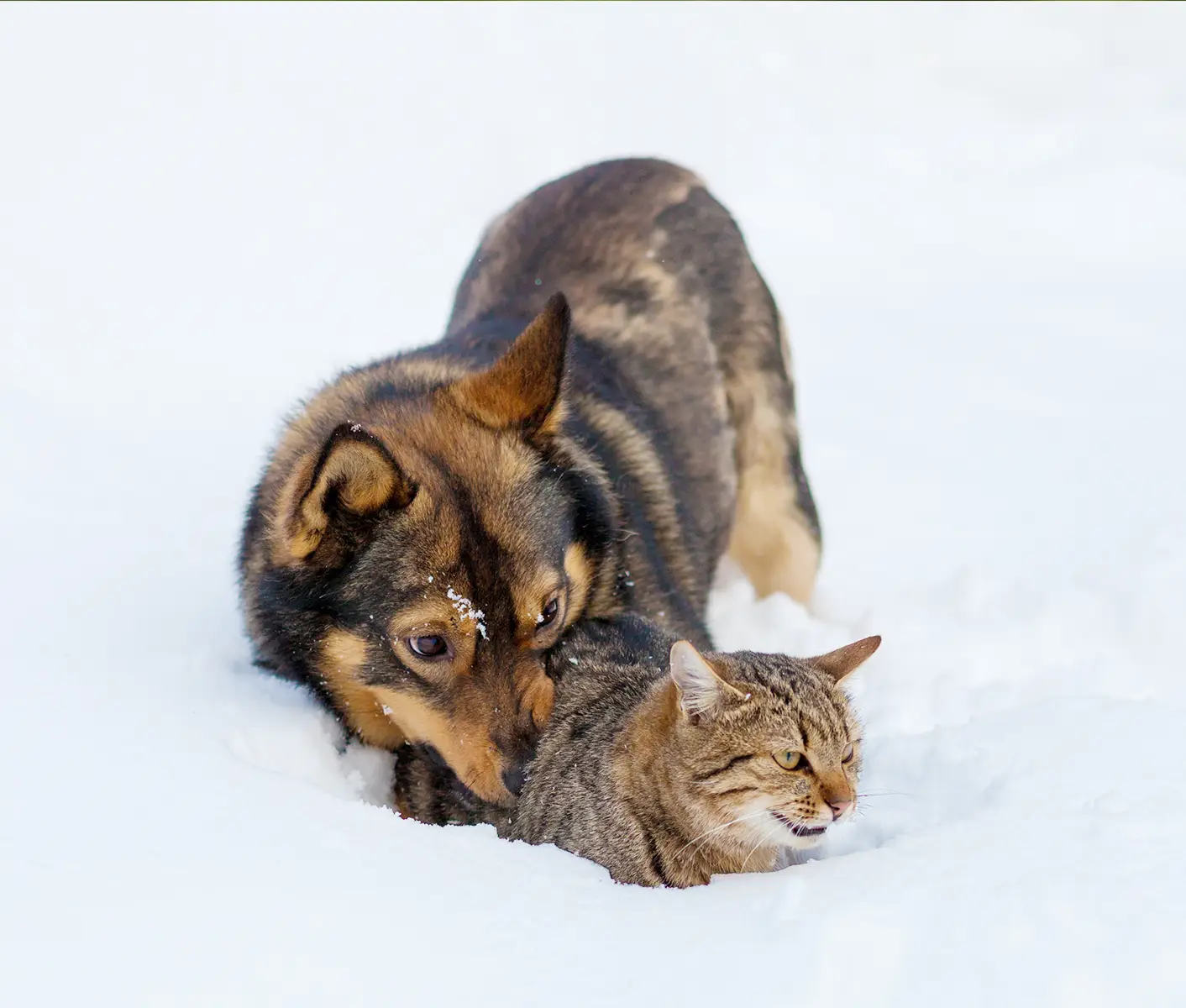 dog and cat in snow