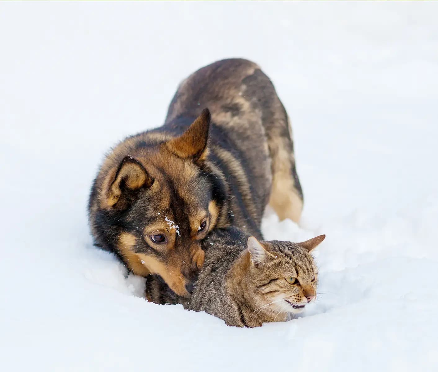 dog and cat in snow