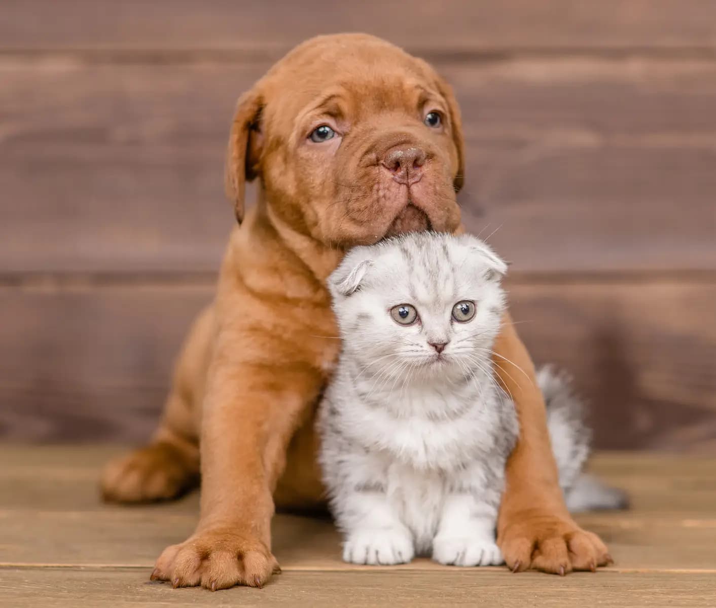 dog and cat