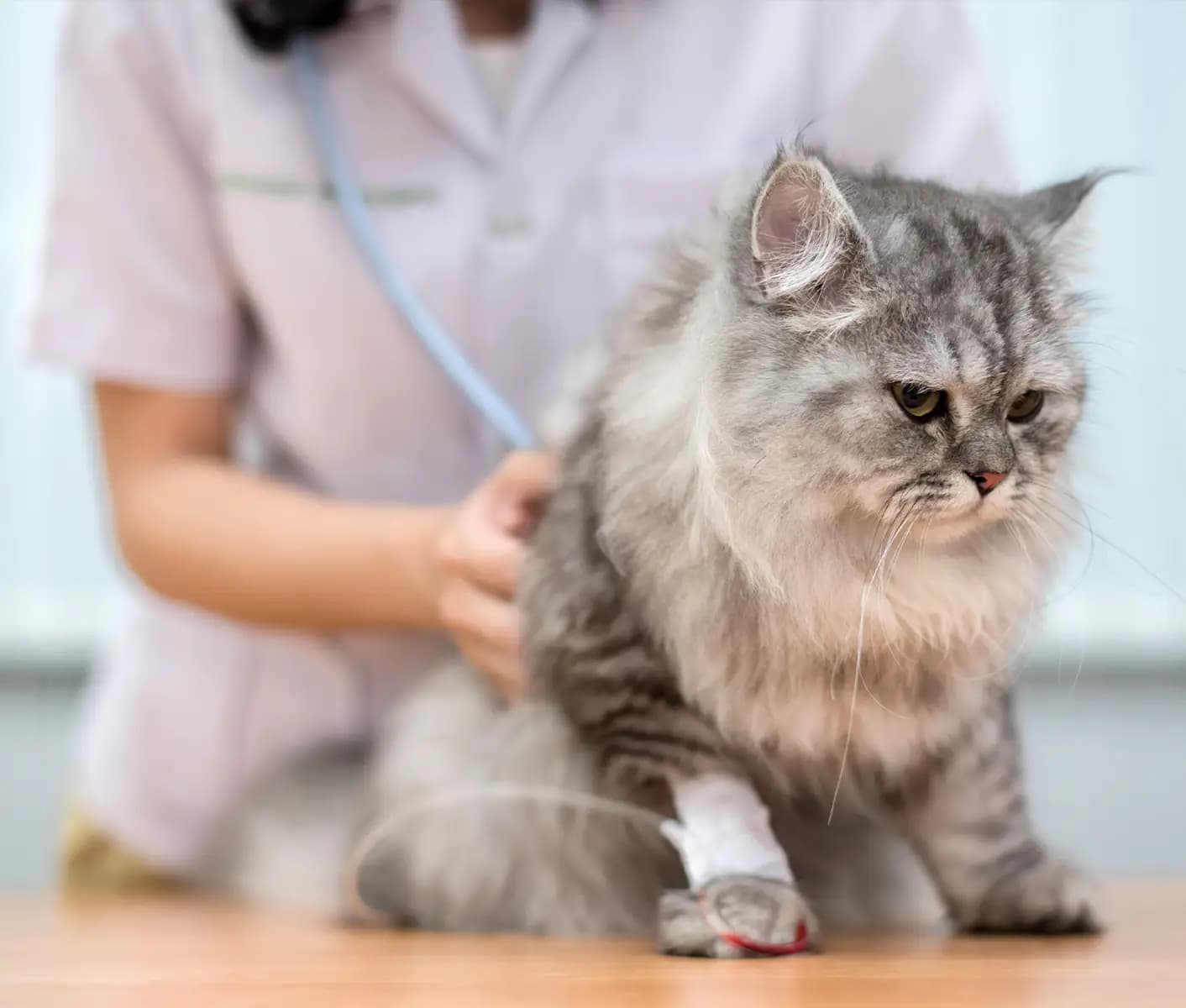 cat at vet