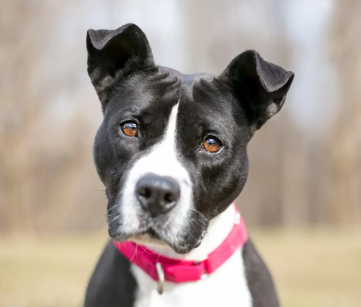 Fly Bites on Dogs Treat Prevent Revival Animal Health