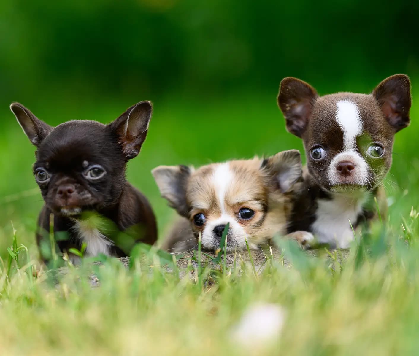 Whelping Box for Puppies - Breeder Essentials