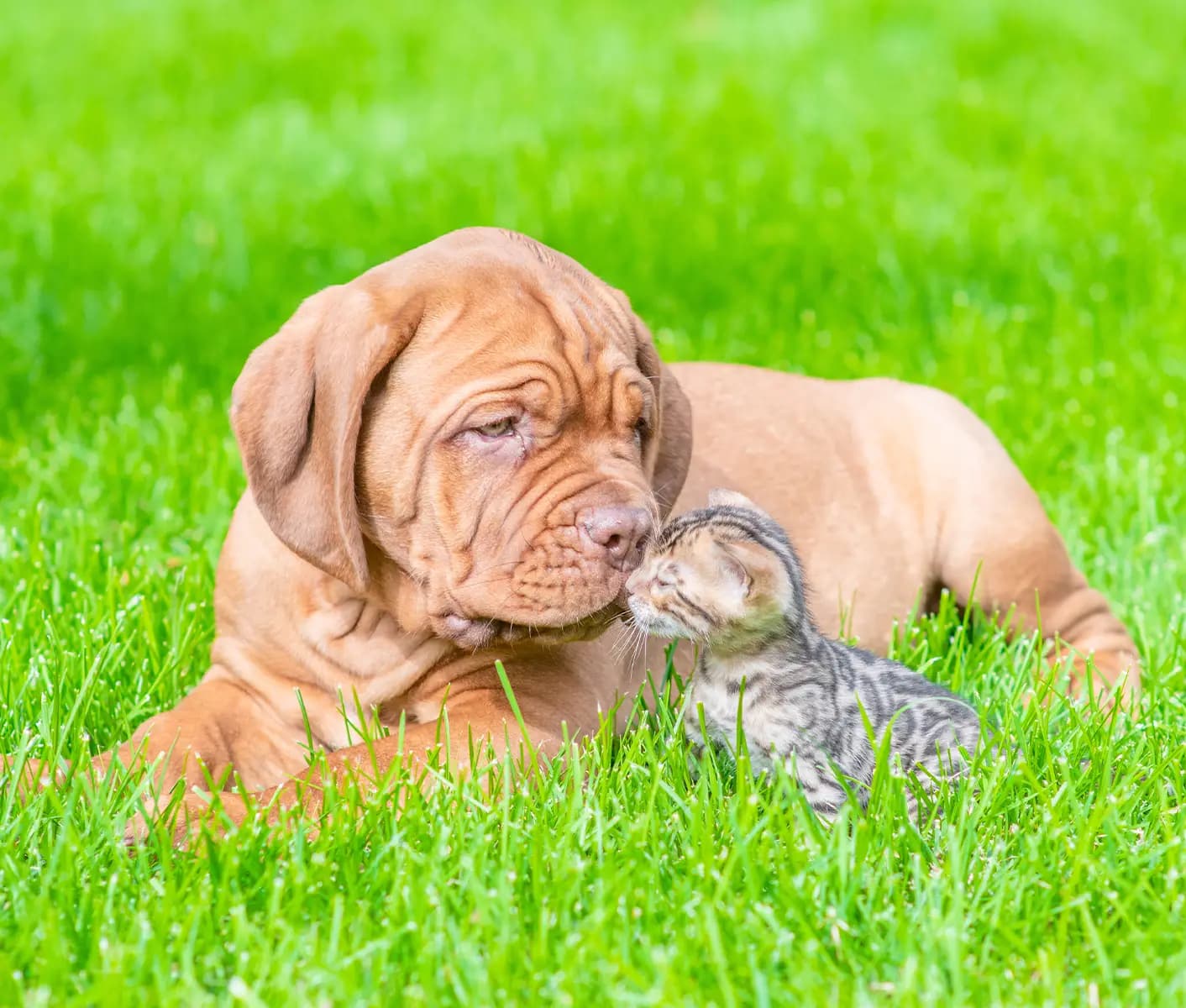 dog and cat in grass